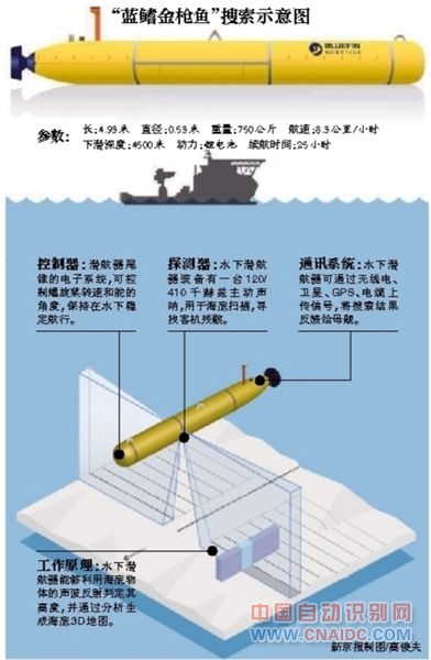 蓝鳍金枪鱼