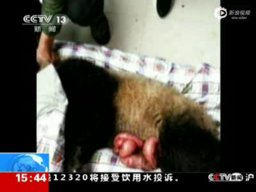 黄喉貂咬伤大熊猫获救 缝了100多针