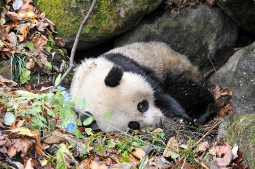 黄喉貂咬伤大熊猫获救 缝了100多针