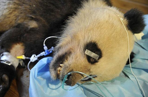 黄喉貂咬伤大熊猫获救 缝了100多针