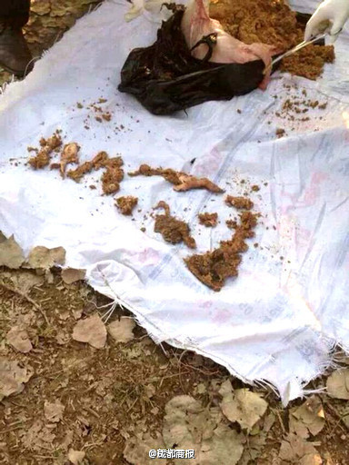 母猪咬死男童 体内现头骨