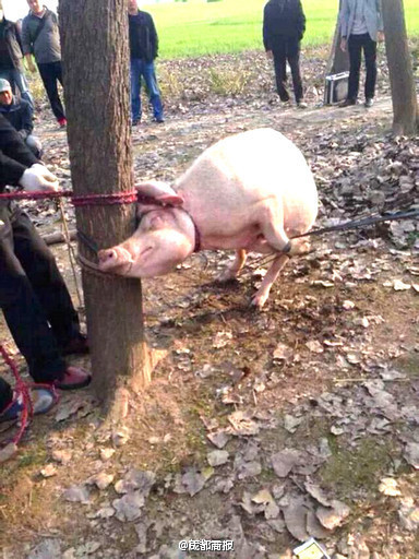 母猪咬死男童 体内现头骨